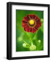 Helenium dunkelpracht-Clive Nichols-Framed Photographic Print