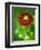 Helenium dunkelpracht-Clive Nichols-Framed Photographic Print