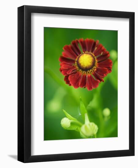 Helenium dunkelpracht-Clive Nichols-Framed Photographic Print