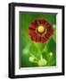 Helenium dunkelpracht-Clive Nichols-Framed Photographic Print