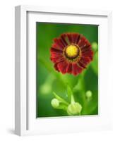 Helenium dunkelpracht-Clive Nichols-Framed Photographic Print