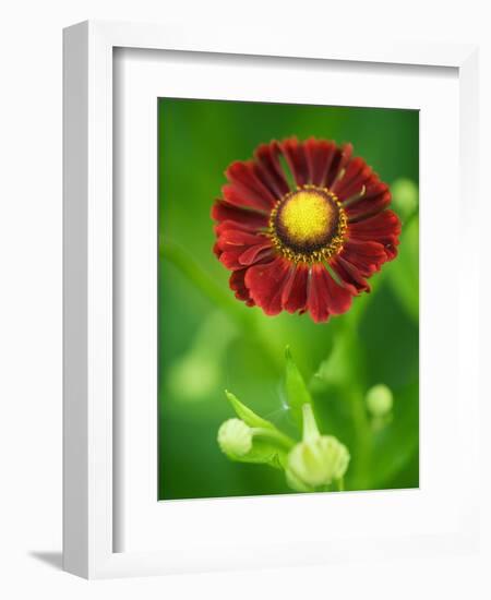 Helenium dunkelpracht-Clive Nichols-Framed Photographic Print