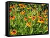 Helenium, Moerheim Beauty Variety Flowering in Summer Garden, Norfolk, UK-Gary Smith-Framed Stretched Canvas