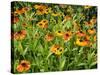 Helenium, Moerheim Beauty Variety Flowering in Summer Garden, Norfolk, UK-Gary Smith-Stretched Canvas