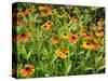 Helenium, Moerheim Beauty Variety Flowering in Summer Garden, Norfolk, UK-Gary Smith-Stretched Canvas