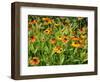 Helenium, Moerheim Beauty Variety Flowering in Summer Garden, Norfolk, UK-Gary Smith-Framed Photographic Print