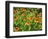 Helenium, Moerheim Beauty Variety Flowering in Summer Garden, Norfolk, UK-Gary Smith-Framed Photographic Print