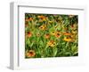 Helenium, Moerheim Beauty Variety Flowering in Summer Garden, Norfolk, UK-Gary Smith-Framed Photographic Print