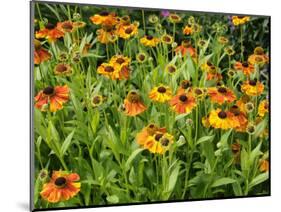 Helenium, Moerheim Beauty Variety Flowering in Summer Garden, Norfolk, UK-Gary Smith-Mounted Photographic Print