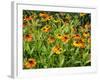 Helenium, Moerheim Beauty Variety Flowering in Summer Garden, Norfolk, UK-Gary Smith-Framed Photographic Print