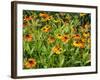 Helenium, Moerheim Beauty Variety Flowering in Summer Garden, Norfolk, UK-Gary Smith-Framed Photographic Print