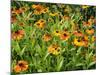 Helenium, Moerheim Beauty Variety Flowering in Summer Garden, Norfolk, UK-Gary Smith-Mounted Photographic Print