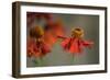 Helenium-Heidi Westum-Framed Photographic Print