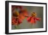 Helenium-Heidi Westum-Framed Photographic Print