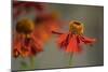 Helenium-Heidi Westum-Mounted Photographic Print