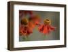 Helenium-Heidi Westum-Framed Photographic Print