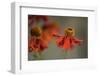 Helenium-Heidi Westum-Framed Photographic Print