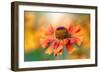 Helenium-Jacky Parker-Framed Giclee Print