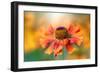 Helenium-Jacky Parker-Framed Giclee Print