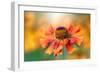 Helenium-Jacky Parker-Framed Giclee Print