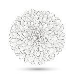 Hand-Drawn Flower Chrysanthemum. Element For Design. Abstract Floral Background-Helga Pataki-Art Print