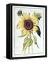 Helianthus Annuus-Nicolas Robert-Framed Stretched Canvas