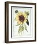 Helianthus Annuus-Nicolas Robert-Framed Giclee Print