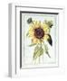 Helianthus Annuus-Nicolas Robert-Framed Giclee Print