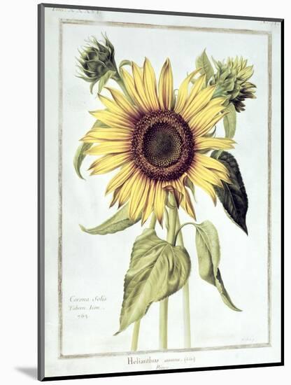 Helianthus Annuus-Nicolas Robert-Mounted Giclee Print
