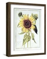 Helianthus Annuus-Nicolas Robert-Framed Giclee Print