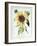 Helianthus Annuus-Nicolas Robert-Framed Giclee Print