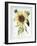 Helianthus Annuus-Nicolas Robert-Framed Giclee Print