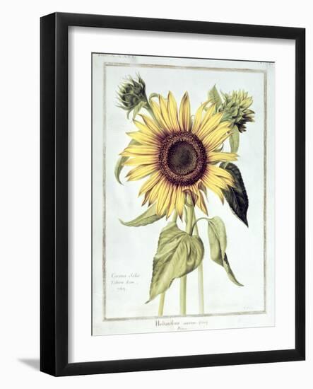 Helianthus Annuus-Nicolas Robert-Framed Giclee Print