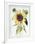 Helianthus Annuus-Nicolas Robert-Framed Giclee Print