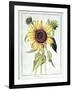 Helianthus Annuus-Nicolas Robert-Framed Giclee Print