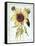 Helianthus Annuus-Nicolas Robert-Framed Stretched Canvas