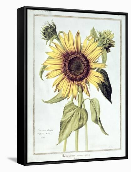 Helianthus Annuus-Nicolas Robert-Framed Stretched Canvas