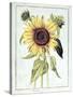 Helianthus Annuus-Nicolas Robert-Stretched Canvas