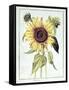 Helianthus Annuus-Nicolas Robert-Framed Stretched Canvas