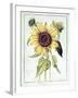 Helianthus Annuus-Nicolas Robert-Framed Giclee Print