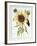 Helianthus Annuus-Nicolas Robert-Framed Giclee Print