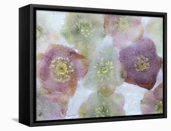 Heliborus Encased in Ice, Sammamish, Washington, USA-Darrell Gulin-Framed Stretched Canvas