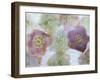 Heliborus Encased in Ice, Sammamish, Washington, USA-Darrell Gulin-Framed Photographic Print