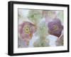 Heliborus Encased in Ice, Sammamish, Washington, USA-Darrell Gulin-Framed Photographic Print