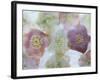 Heliborus Encased in Ice, Sammamish, Washington, USA-Darrell Gulin-Framed Photographic Print