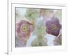 Heliborus Encased in Ice, Sammamish, Washington, USA-Darrell Gulin-Framed Photographic Print