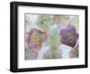 Heliborus Encased in Ice, Sammamish, Washington, USA-Darrell Gulin-Framed Photographic Print