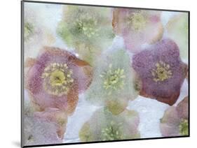 Heliborus Encased in Ice, Sammamish, Washington, USA-Darrell Gulin-Mounted Photographic Print