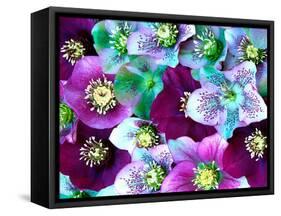 Heliborus Pattern of Winter Blooming Flower, Sammamish, Washington, USA-Darrell Gulin-Framed Stretched Canvas