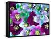 Heliborus Pattern of Winter Blooming Flower, Sammamish, Washington, USA-Darrell Gulin-Framed Stretched Canvas